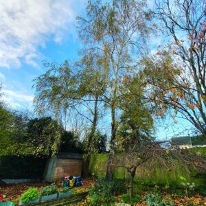 Tree Maintenance Tunbridge Wells