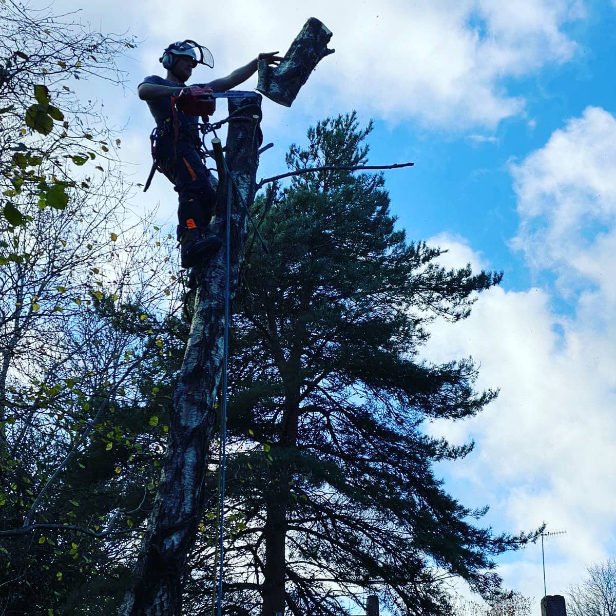 Tree Maintenance Tunbridge Wells