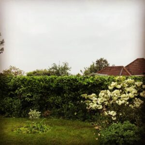 Emergency Tree Surgeon Tunbridge Wells