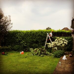 Tree Services Tunbridge Wells