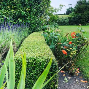 hedge Pruning Tunbridge Wells
