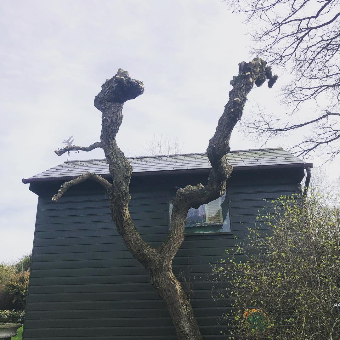 Tree Maintenance Tunbridge Wells