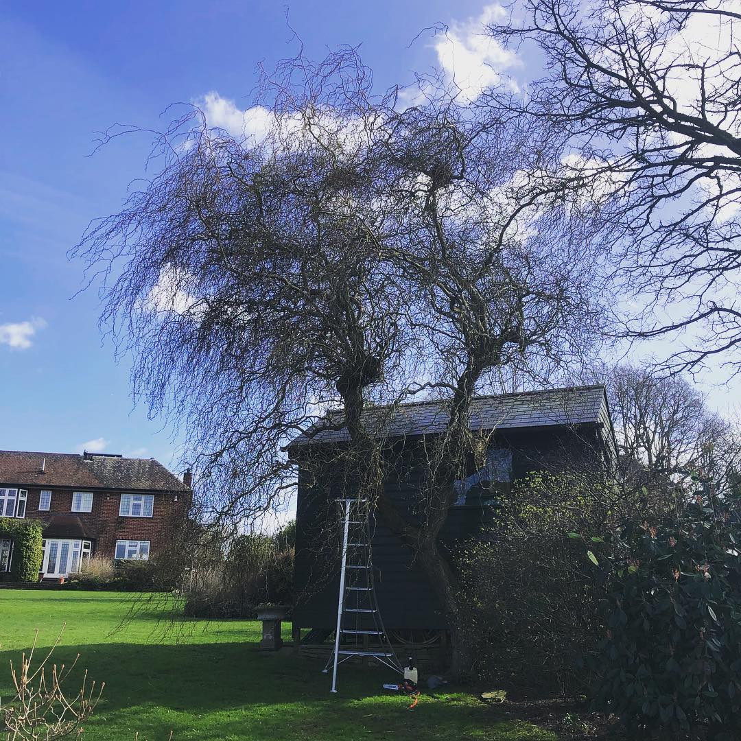 Tree Maintenance Tunbridge Wells