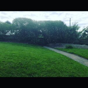 Hedge Shaping Tunbridge Wells