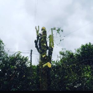 Tree Maintenance Tunbridge Wells
