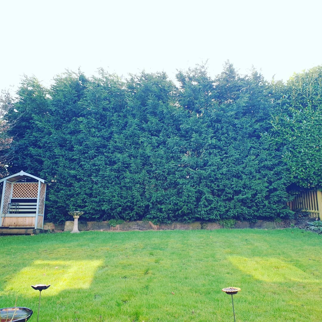 Hedge Trimming Tunbridge Wells