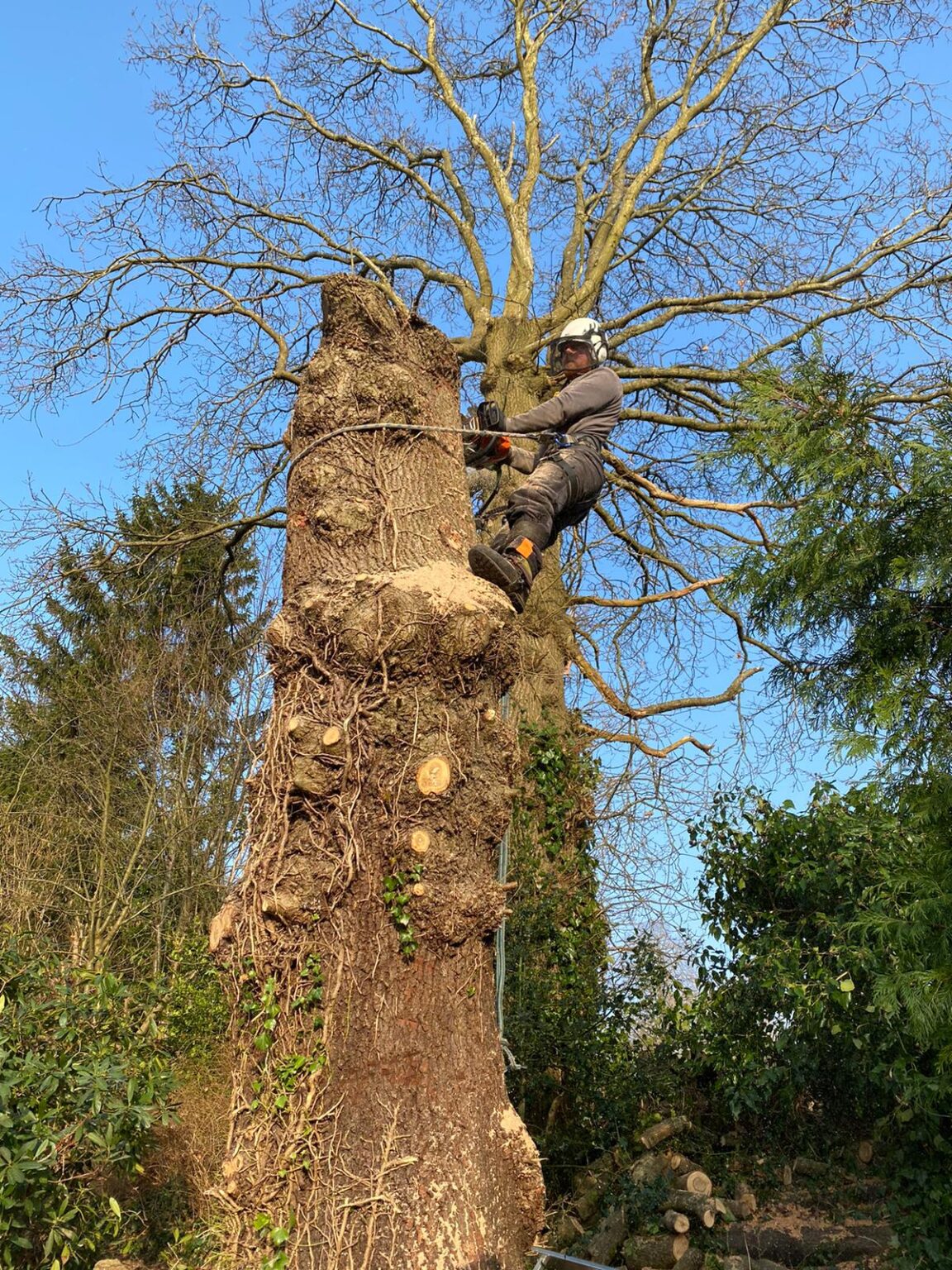 Tree Surgery Tunbridge Wells