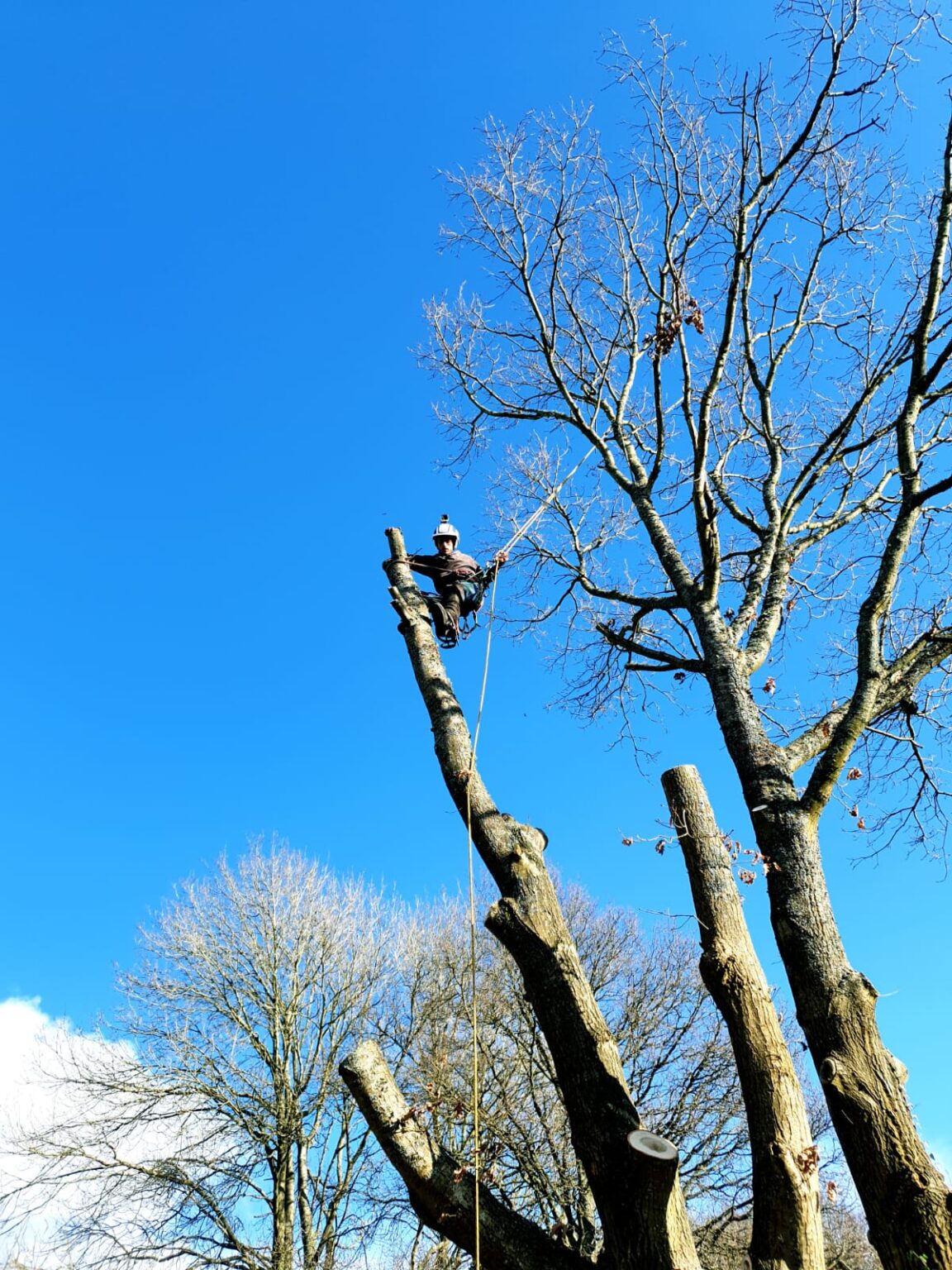 Tree Maintenance Tunbridge Wells