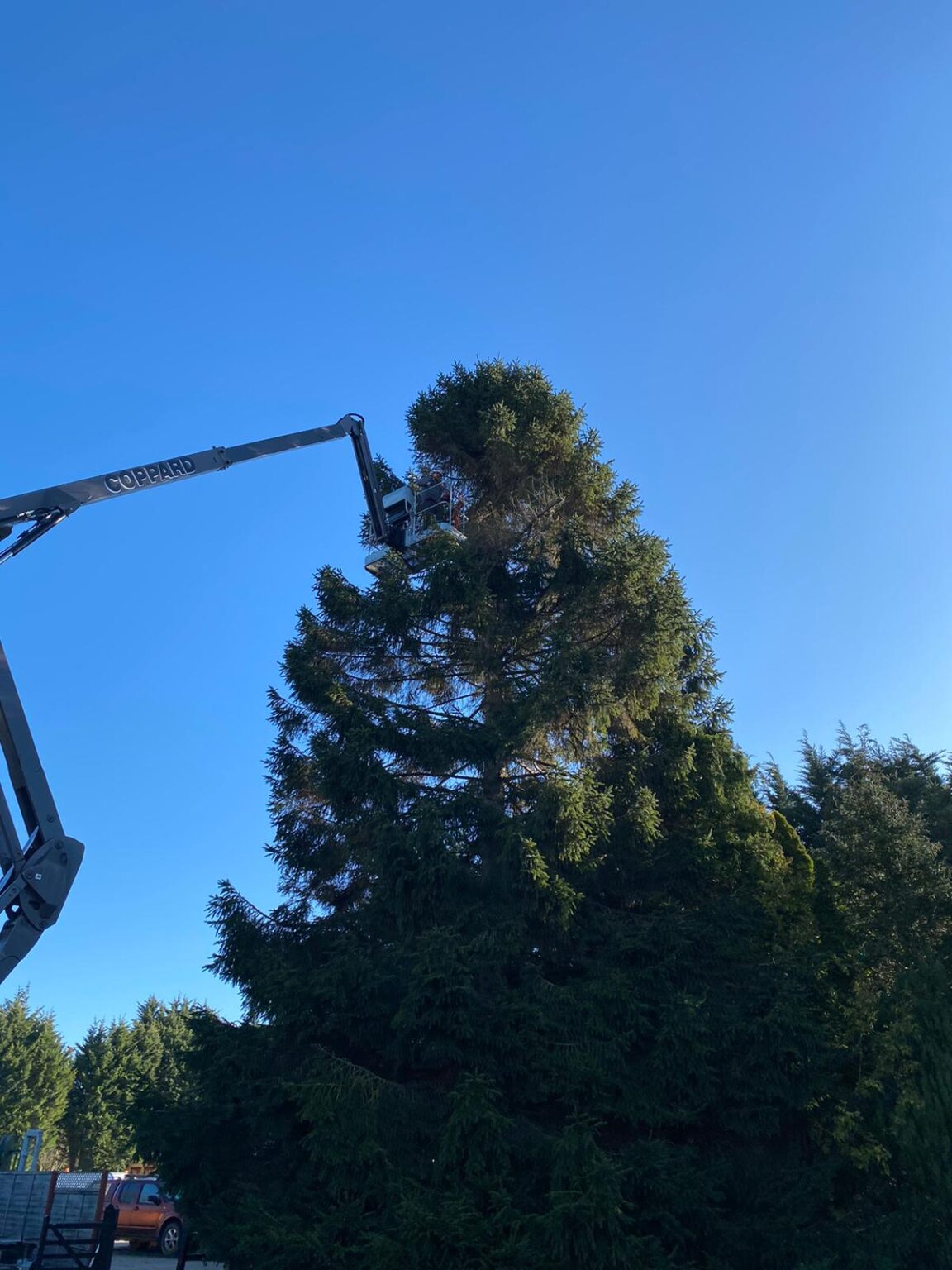 Tree Surgery Tunbridge Wells