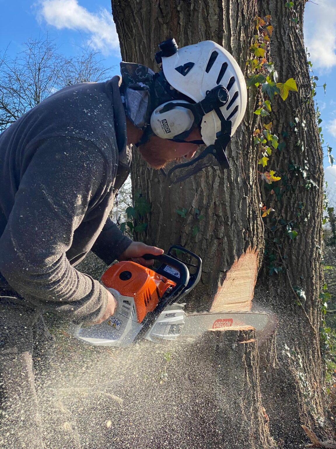 Tree Maintenance Tunbridge Wells
