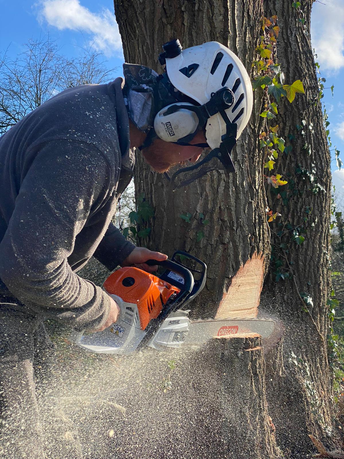 WhatsApp Image 2021-03-15 at 17.08.15 (6) Tree Maintenance Tunbridge Wells